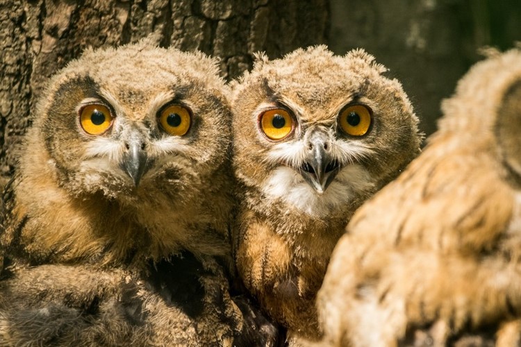 Tři mladí výři ze Zoo Ostrava byli vypuštěni do přírody
