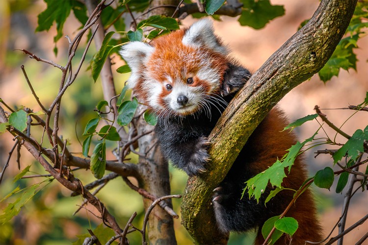 Úspěšný rok Zoo Praha