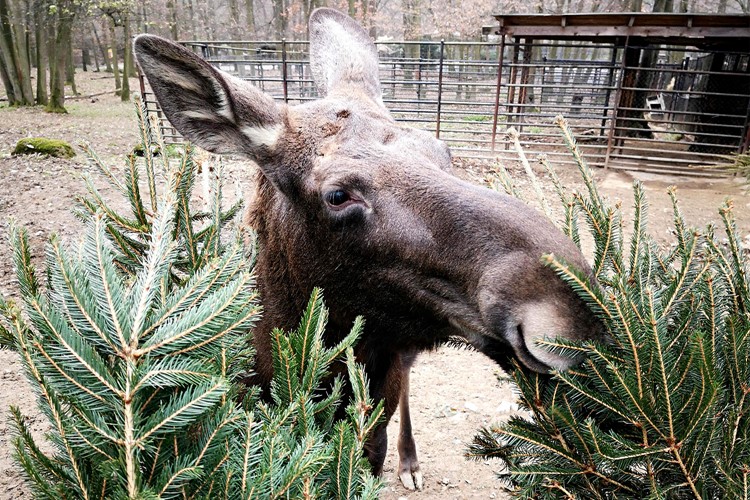 Brněnská ZOO si odvezla  900 stromků. Nejvíc se na ně těší žirafy a losi