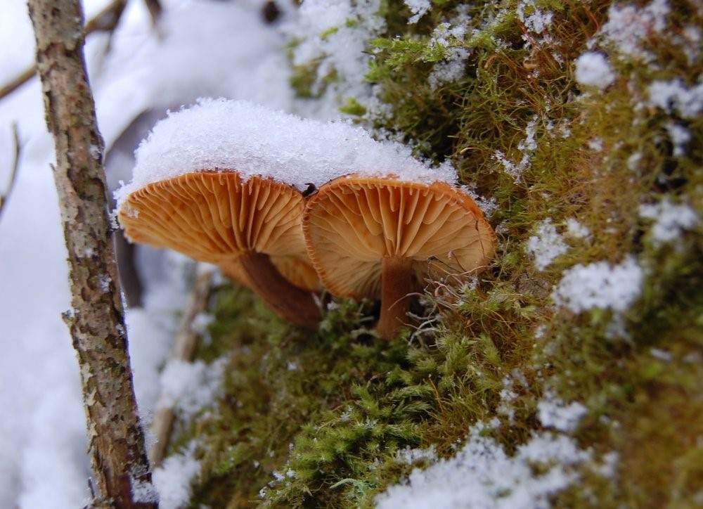 Penízovka sametonohá (Flammulina velutipes).