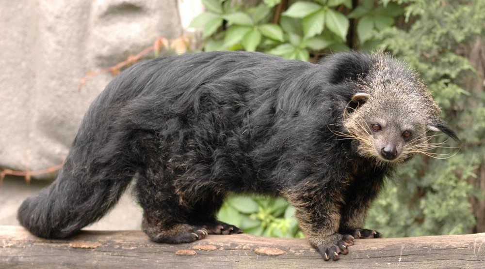 Binturong v Zoo Olomouc. O Zoologickou zahradu v Olomouci měli turisté v kraji největší zájem.