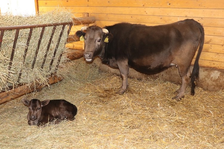 Mládě nejmenšího plemene skotu v ostravské Zoo