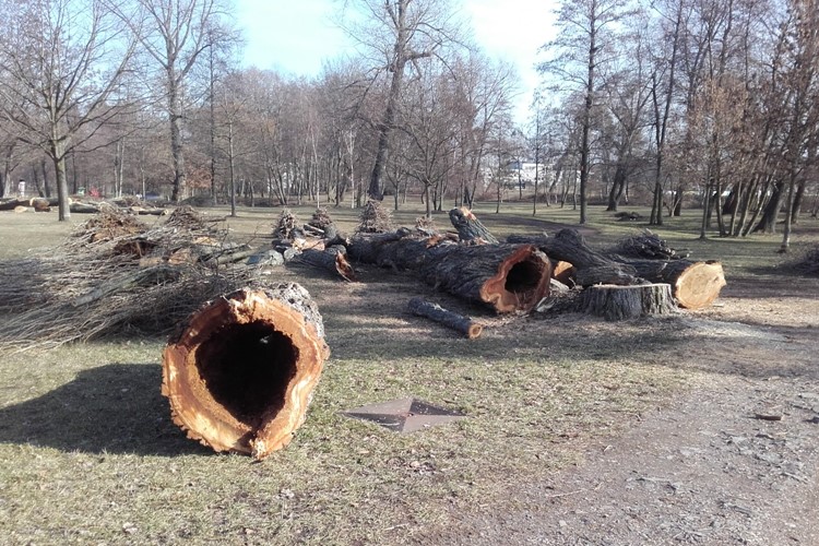 Háječek se zbavil nebezpečných stromů, na jaře začne nová výsadba
