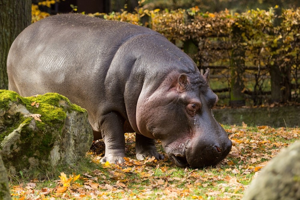 Hroch obojživelný (Hippopotamus amphibius).