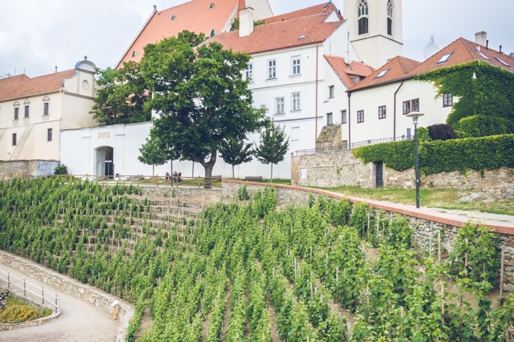 Na jaře začnou sanace svahu Rajské vinice