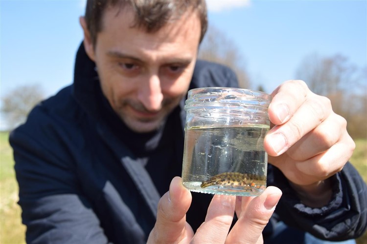 Silně ohrožení čolci se mají k světu. V Hajnicích za hřbitovem