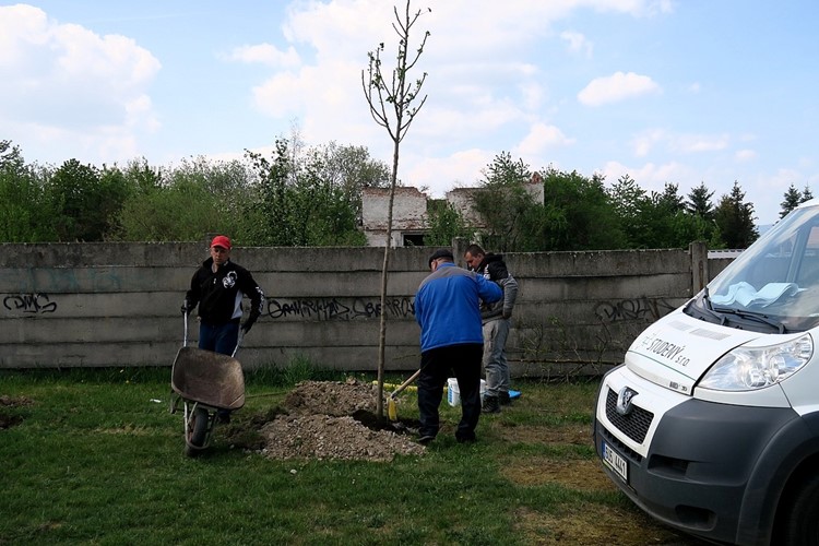 Nově vysazený zelený pás zabrání v budoucnosti prašnosti do obytné zóny