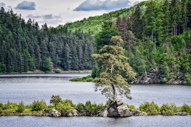Evropané podesáté vybírají svůj Strom roku. Podpořte českou borovici