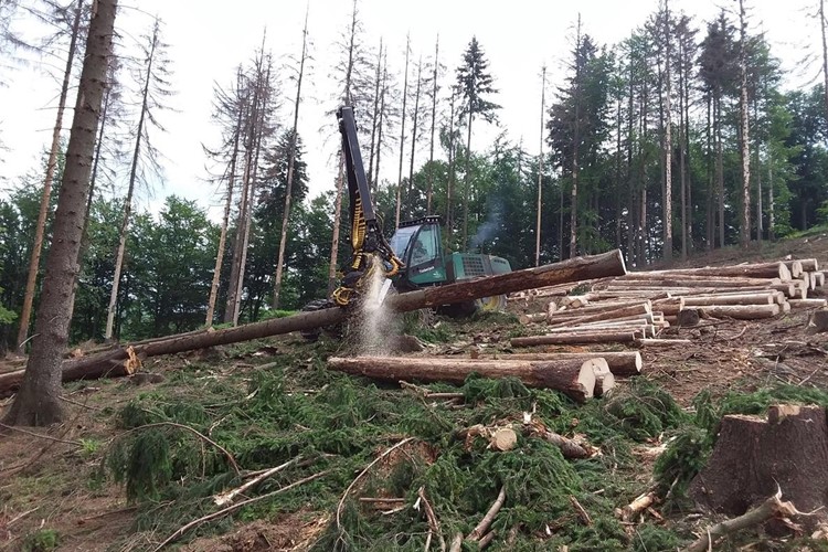 Městské lesy Rožnov obnovují kůrovcové holiny, obracejí se i na veřejnost