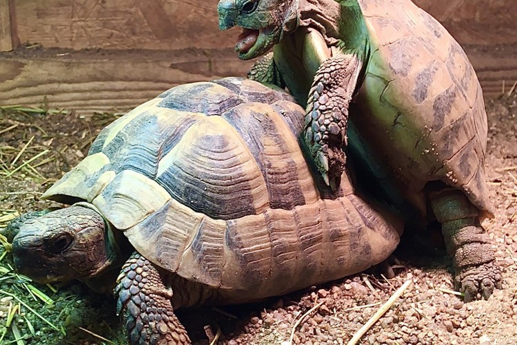 Se sexem nečekají želvy zelenavé v ZOO Tábor až do jara