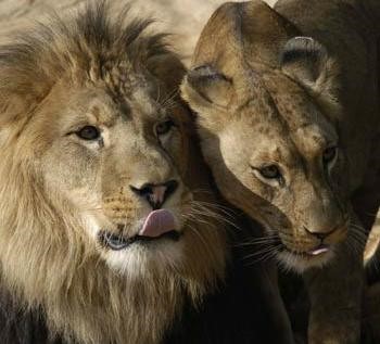 Jedinečné Lví safari v královédvorské zoo brzy odstartuje naplno